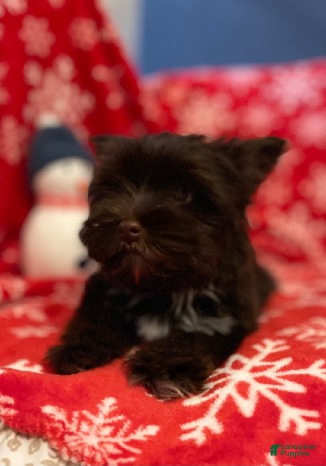 Yorkshire Terrier dogs for sale: KB Chocolate Yorkie - Ad 8