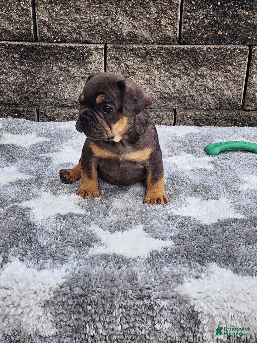 French Bulldog dogs for sale: Cooper - Ad 2