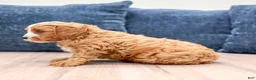 Cavapoo dogs for sale: Leo - Ad 6