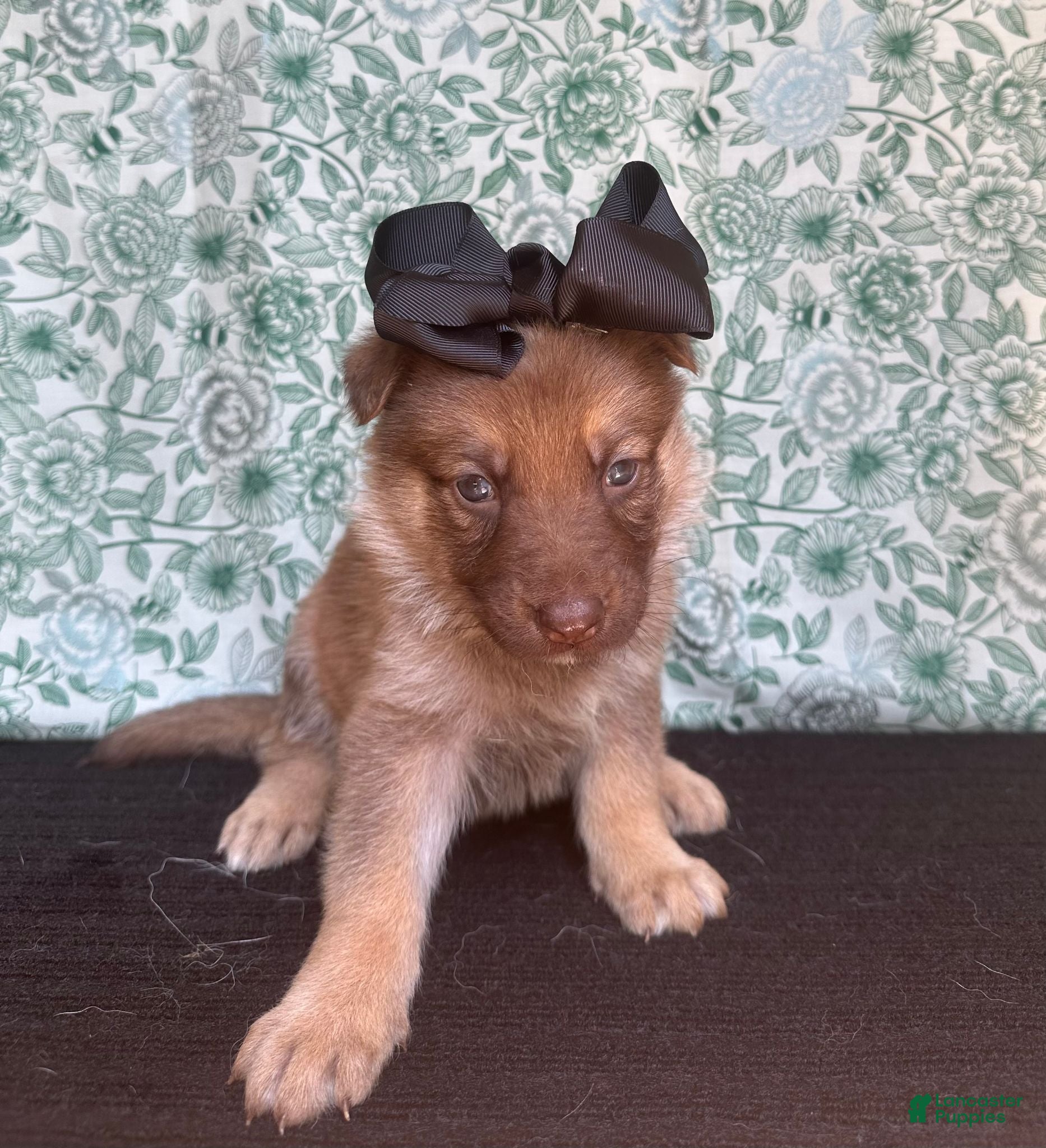 German Shepherd dogs Chestnut - Ad 1