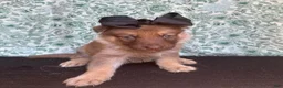 German Shepherd dogs for sale: Chestnut - Ad 1