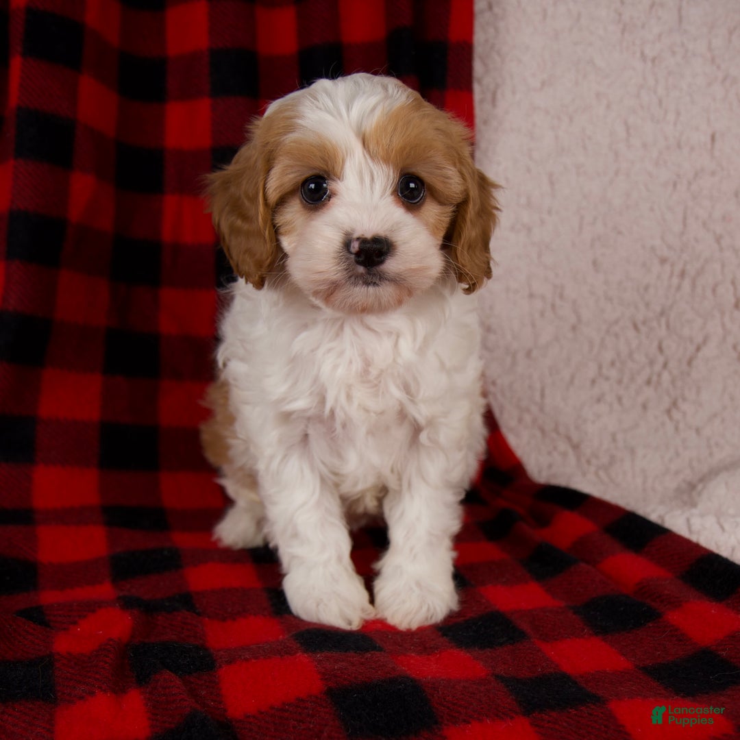 Cavapoo dogs for sale: Sadie - Ad 1