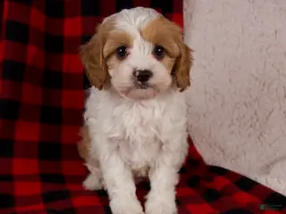 Cavapoo dogs Sadie - Ad 27