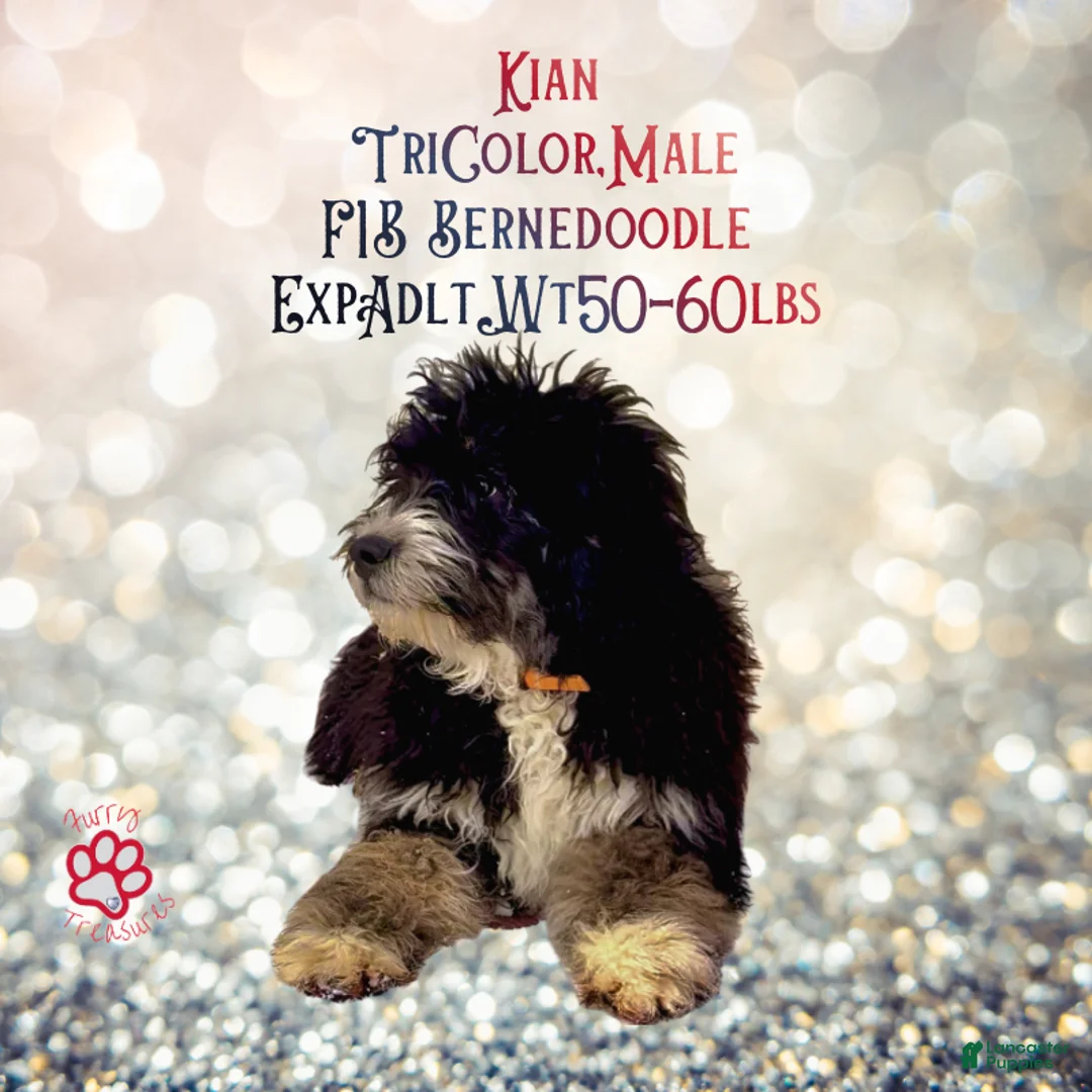 Mini Bernedoodle dogs for sale: Kian “Blue Collar” Male - Ad 4