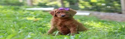 Standard Poodle dogs for sale: Lily AKC - Ad 5