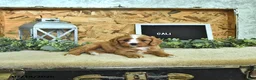 Cavapoo dogs for sale: Cali  - Ad 4