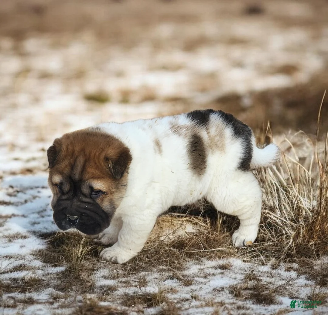 Shar Pei dogs for sale: Marble mini sable flower  - Ad 14