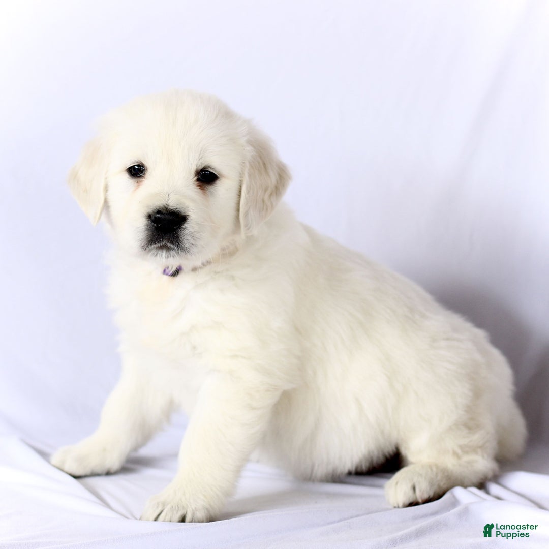 Golden Retriever dogs for sale: Sasha  - Ad 3