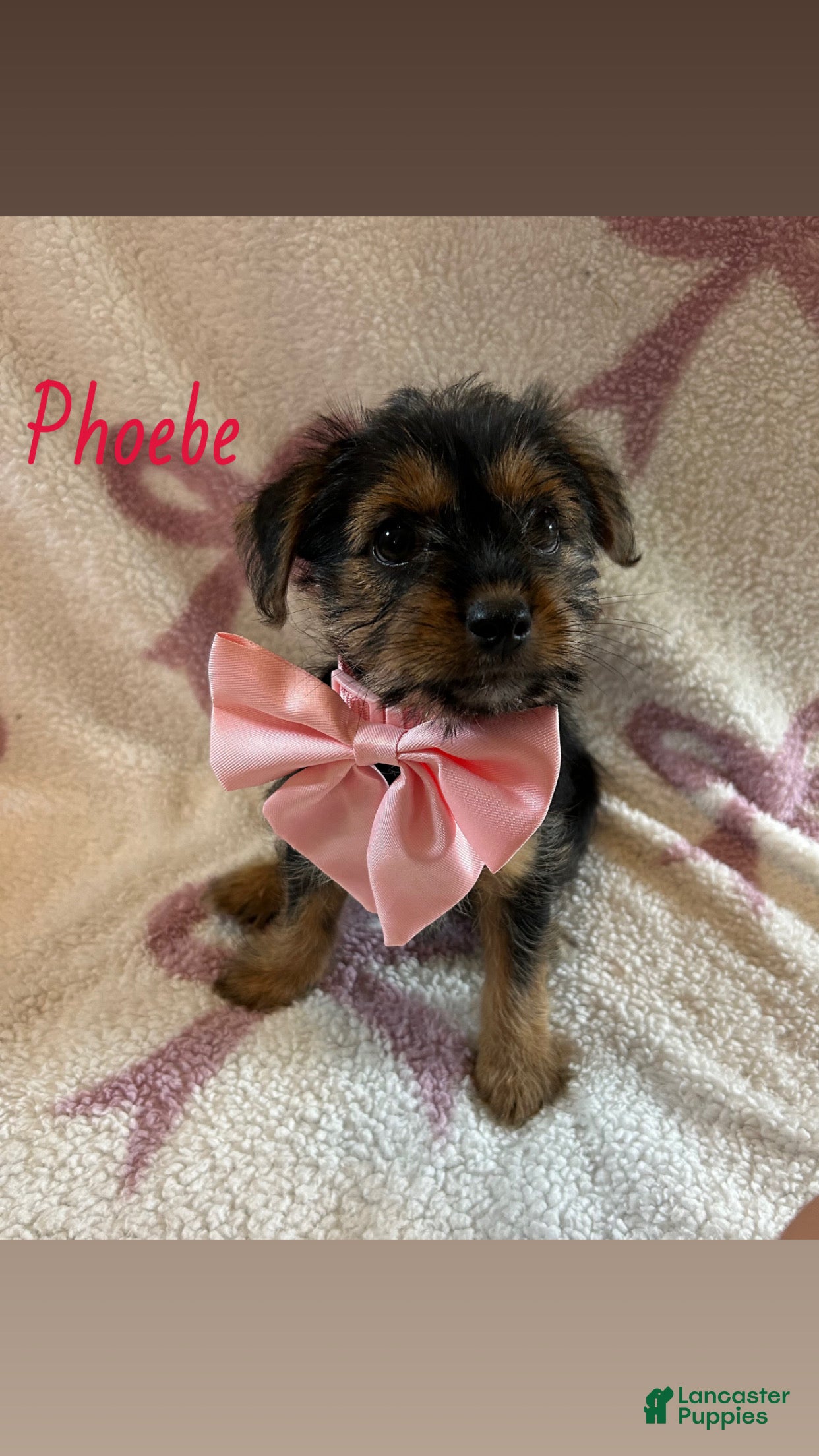 Shorkie dogs Pheobe - Ad 24