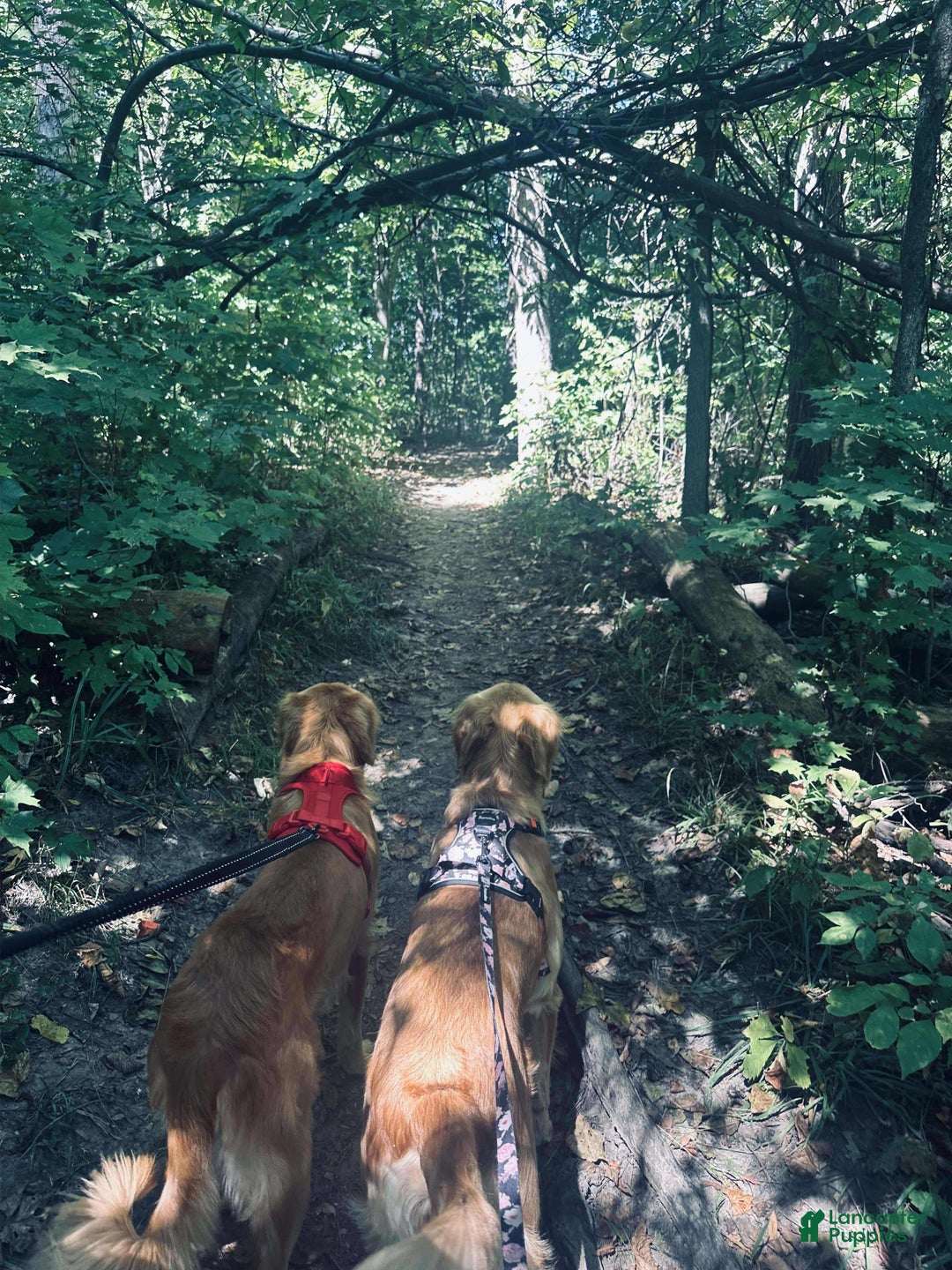 Golden Retriever dogs for sale: Golden Retriever Dark Pink Girl - Ad 45