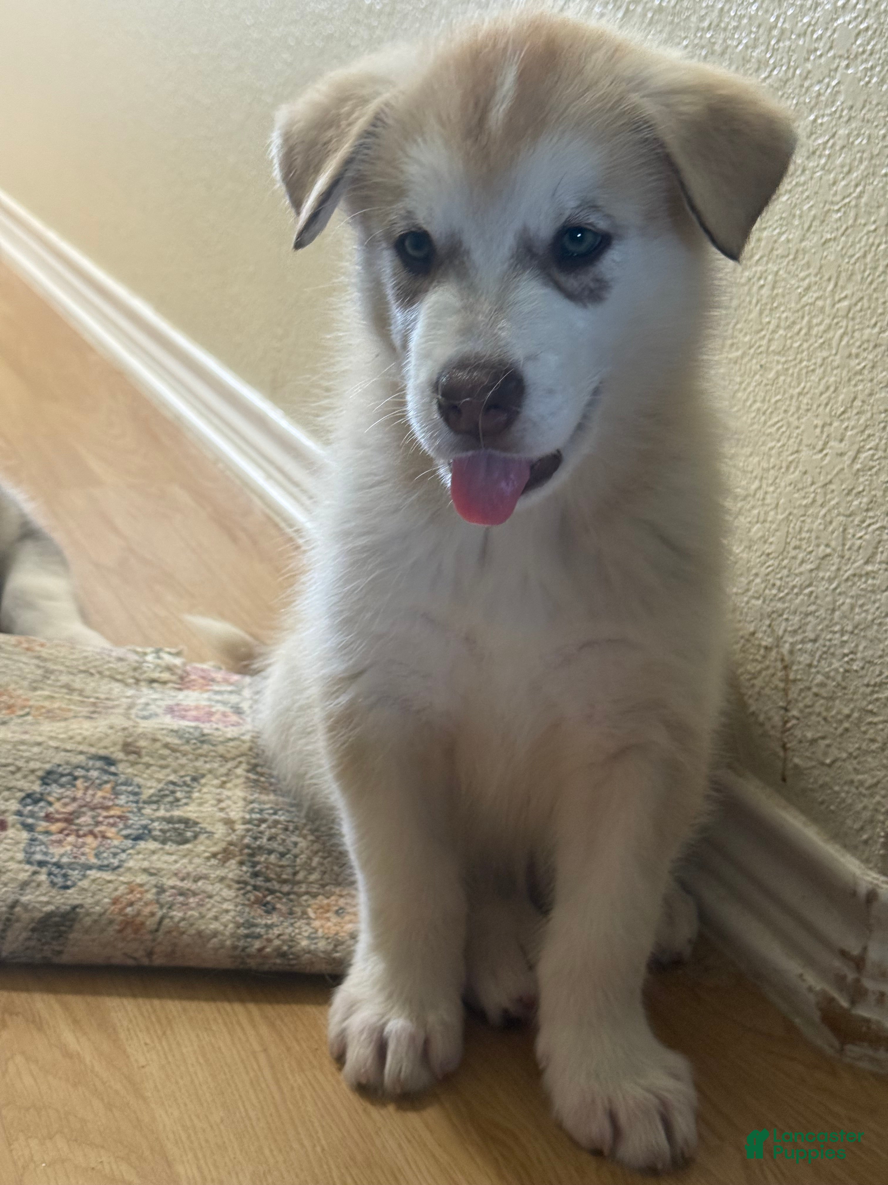 Alaskan Malamute dogs for sale: Big Red - Ad 1