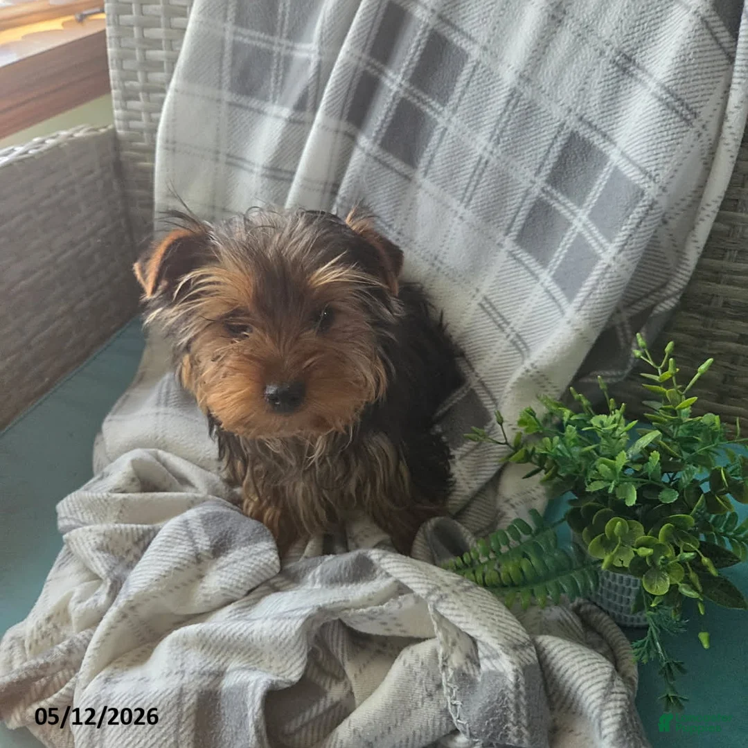 Yorkshire Terrier dogs for sale: Hunter - Ad 2