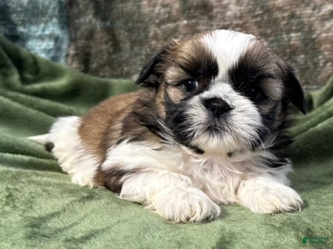 Shih Tzu dogs Duncan - Ad 34