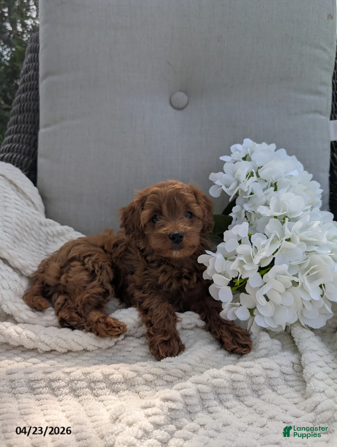 Cavapoo dogs for sale: Amy - Ad 4