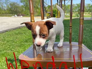 Jack Russell Terrier dogs Wendell - Ad 14