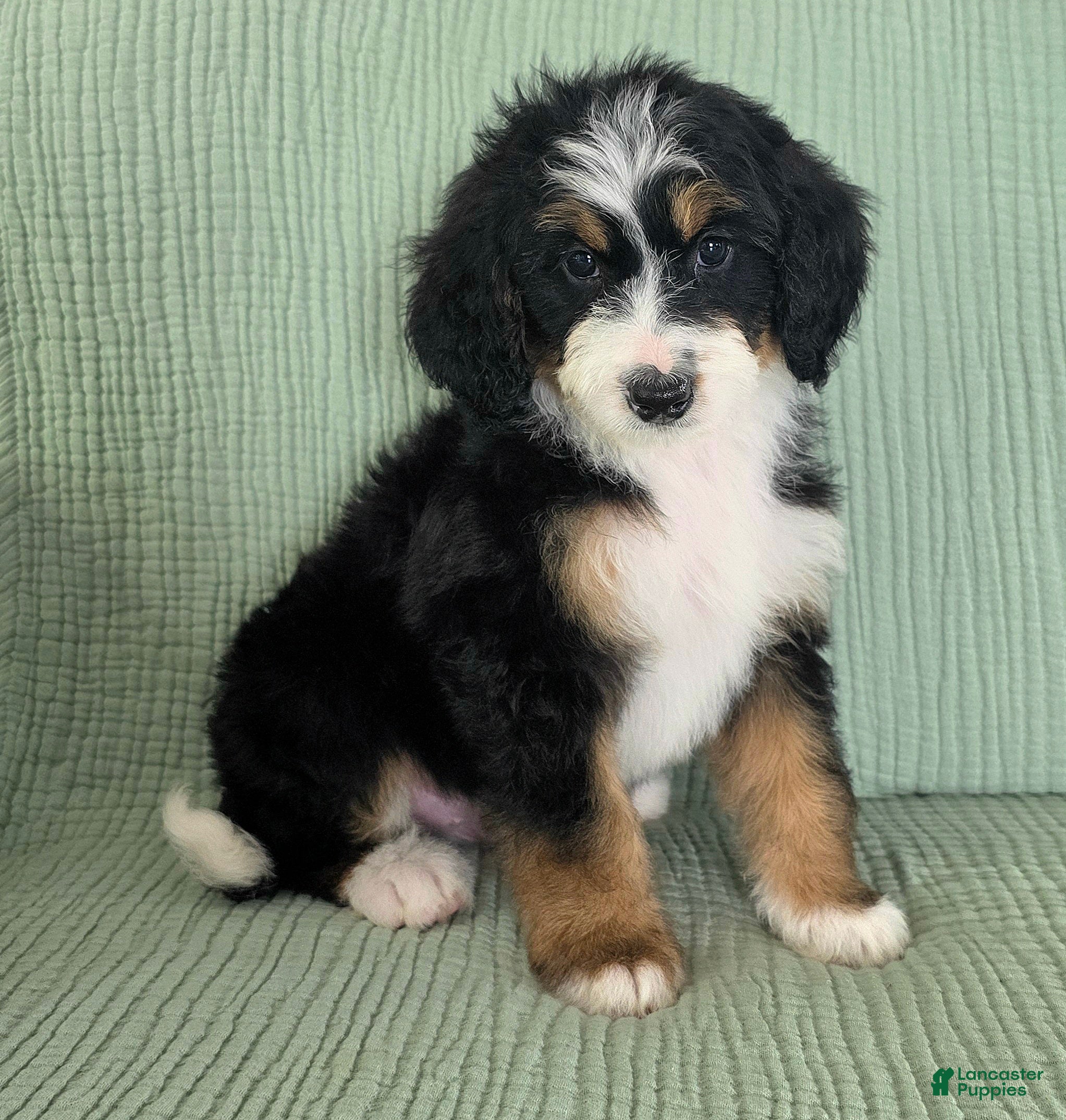 Bernedoodle dogs Arthur - Ad 1