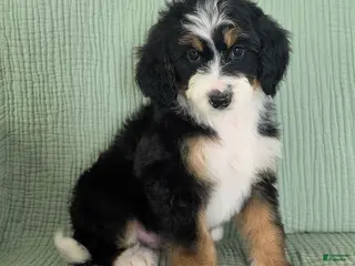 Bernedoodle dogs Arthur - Ad 40