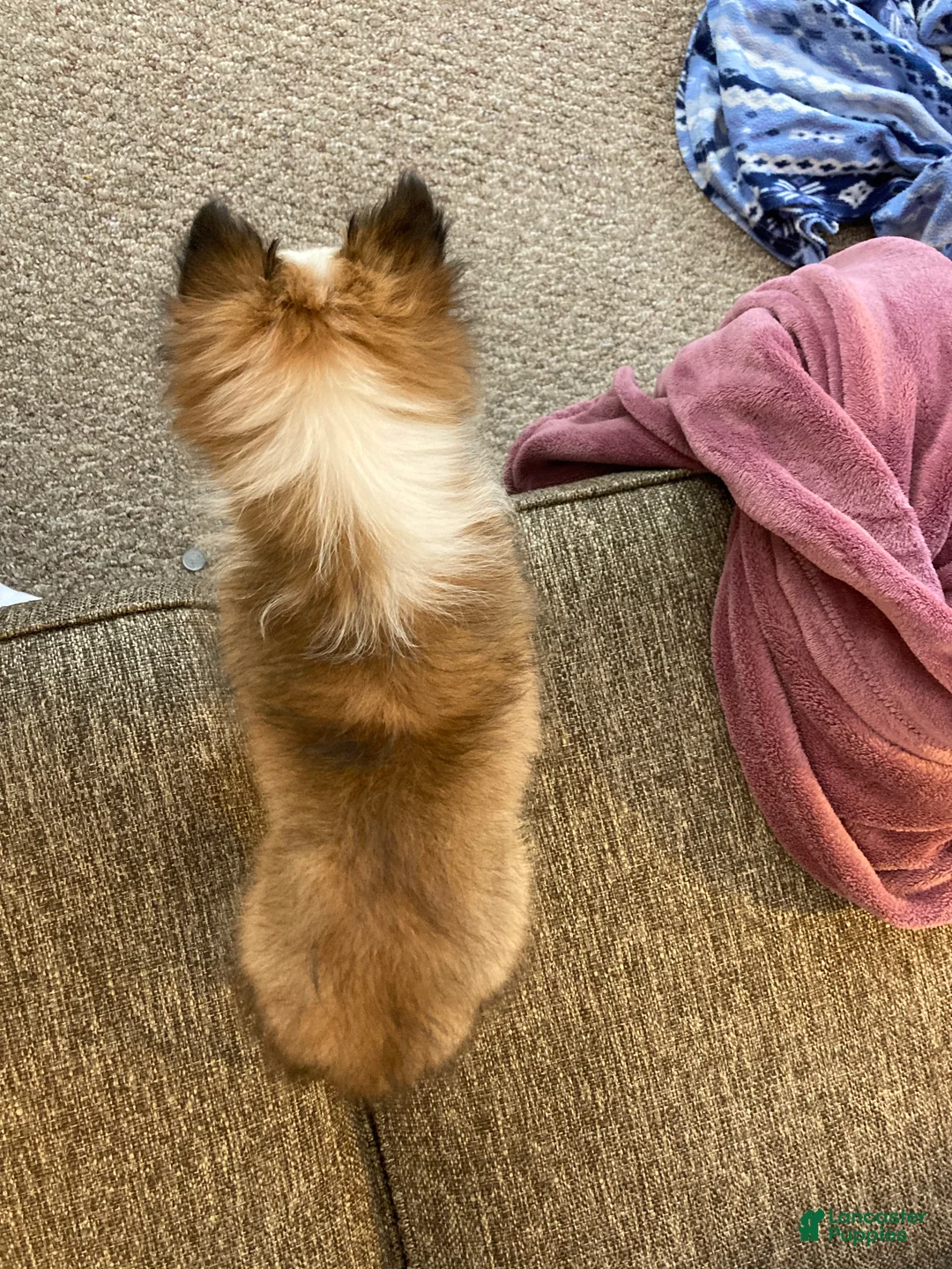 Shetland Sheepdog dogs for sale: Shetland Sheepdog Puppy 1 - Ad 7