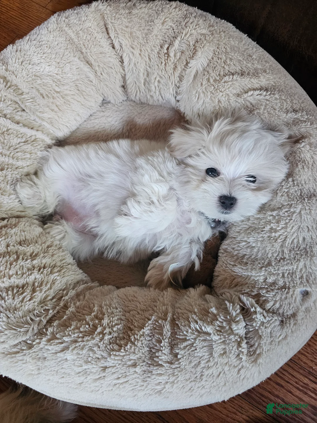 Maltese dogs for sale: ISIS - Ad 1