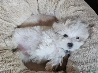 Maltese dogs for sale: ISIS - Ad 1