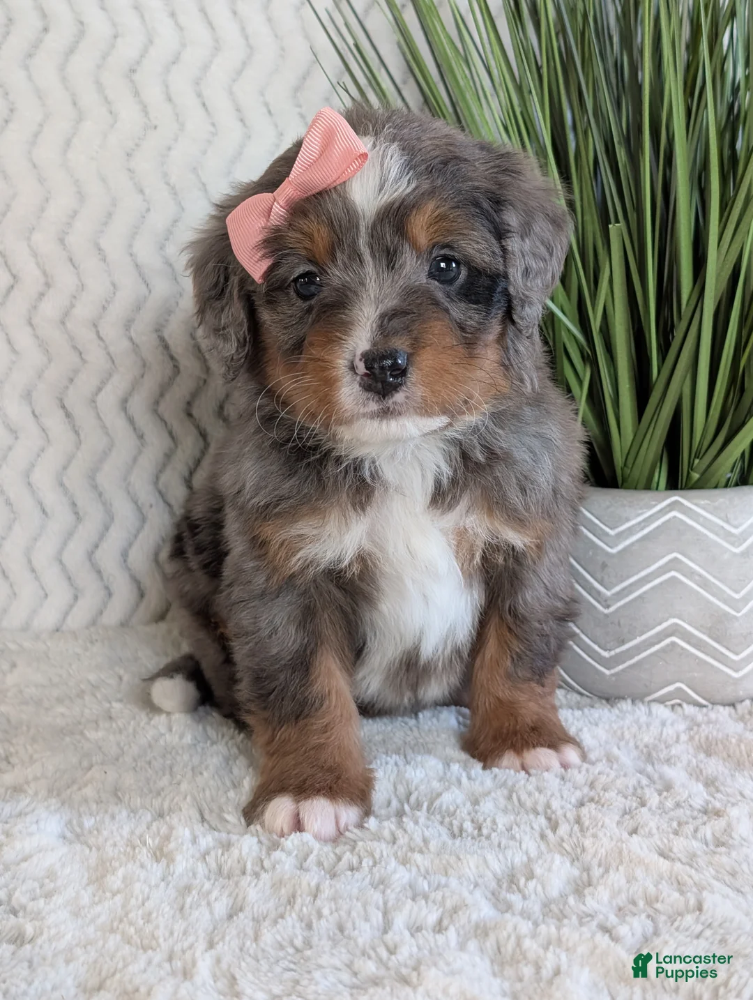 Mini Bernedoodle dogs for sale: Mini Pearl  - Ad 3