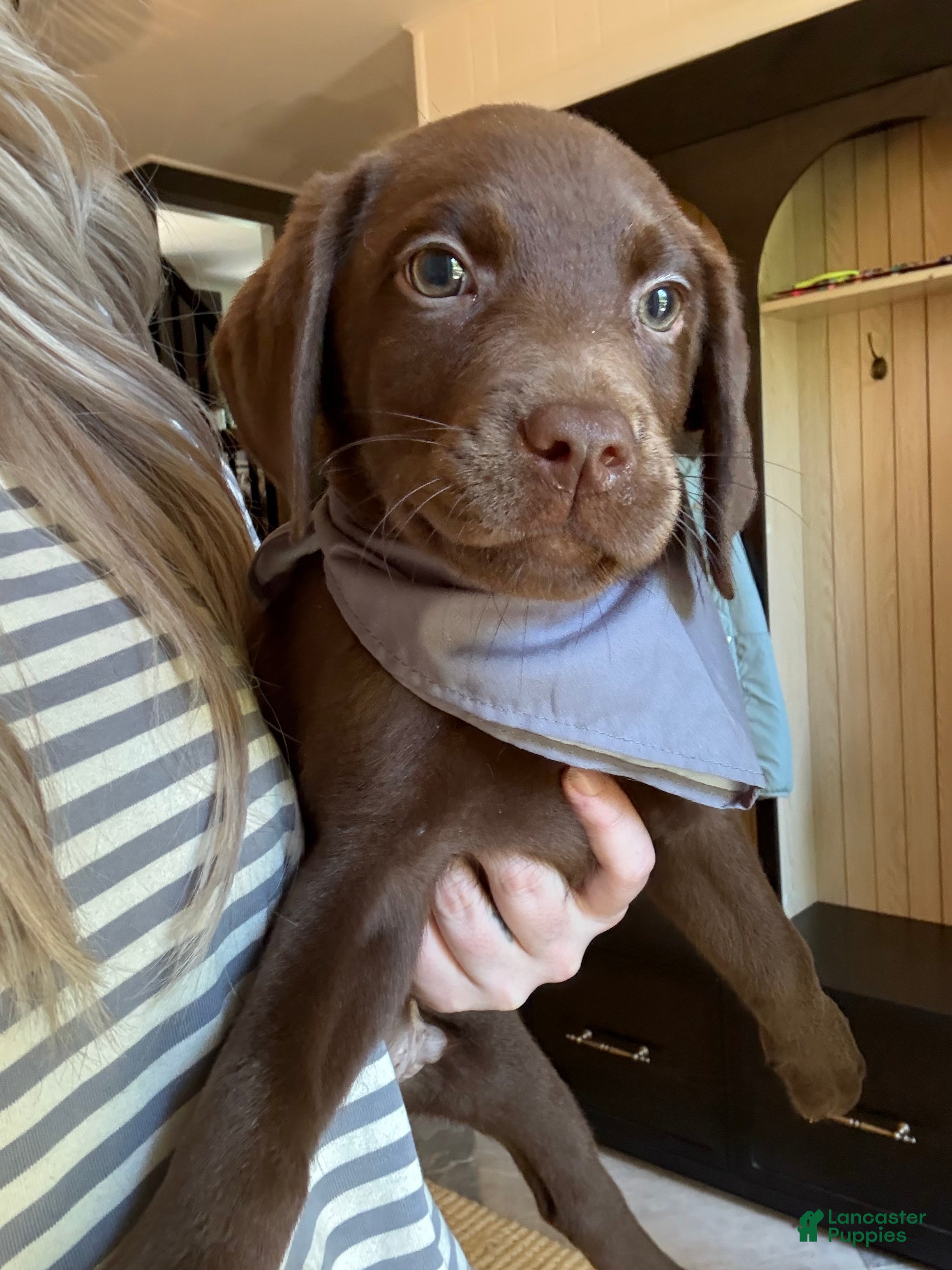 Labrador Retriever dogs Grey Collar Chocolate Lab Puppy - Ad 2