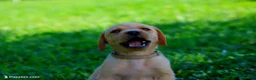 Labrador Retriever dogs for sale: Andy - Ad 1