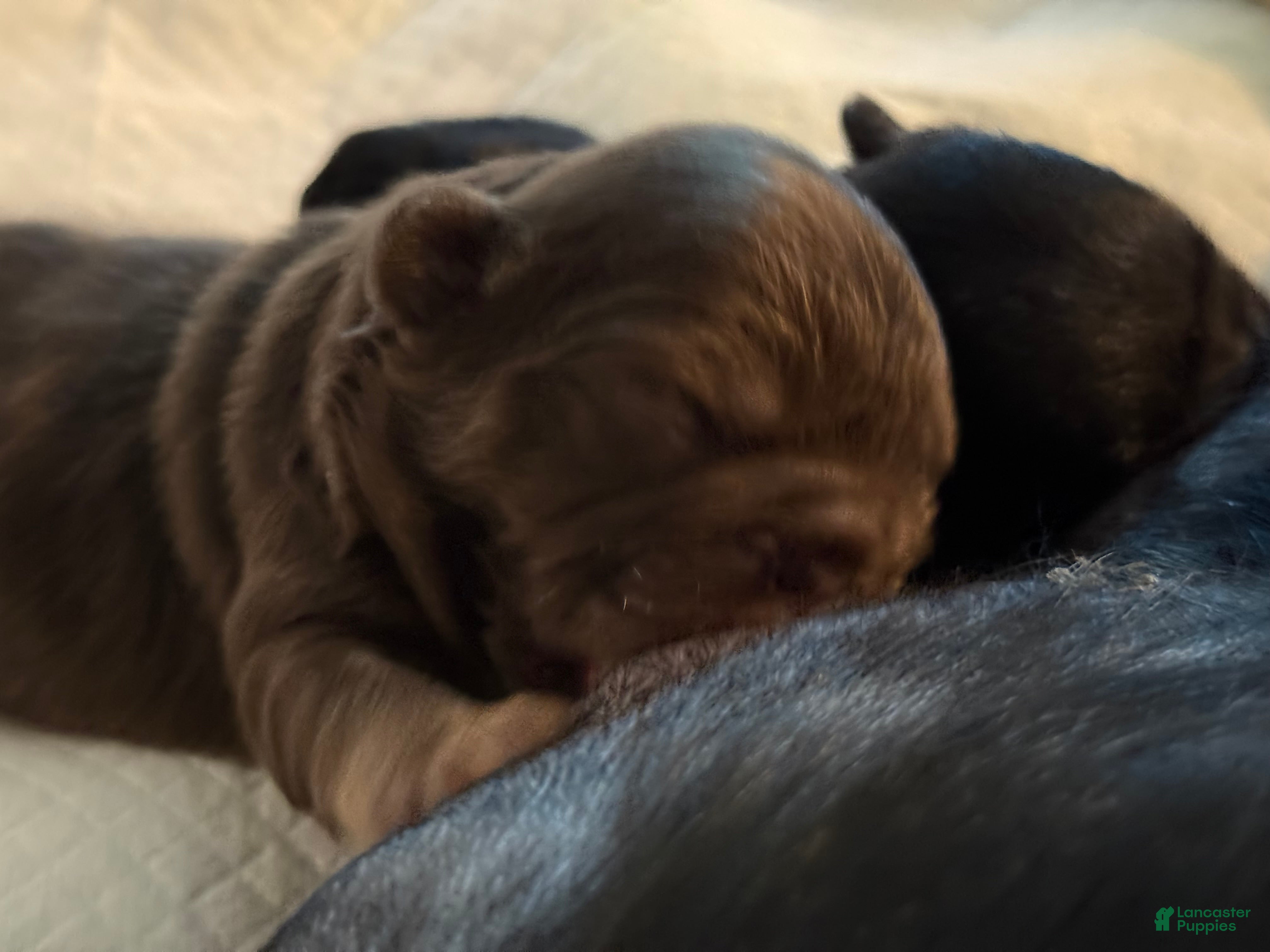 French Bulldog dogs RedSport - Ad 2