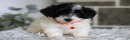 Maltipoo dogs for sale: Tiny - Ad 2