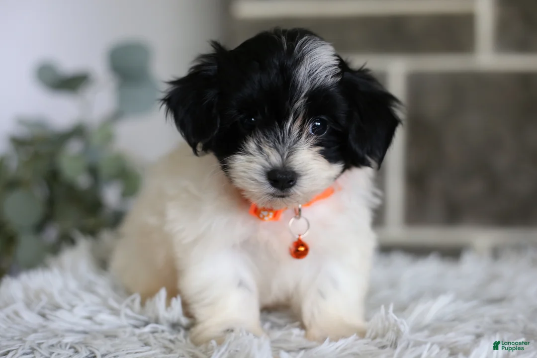 Maltipoo dogs for sale: Tiny - Ad 2