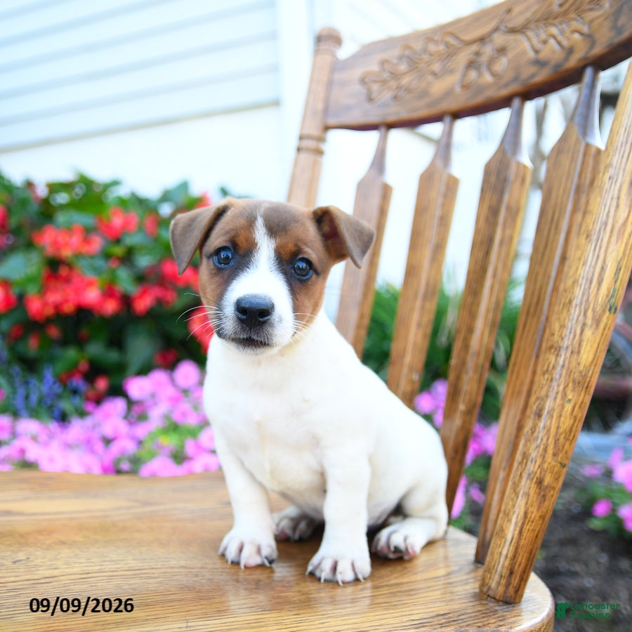 Jack Russell Terrier dogs Creamsicle  - Ad 1