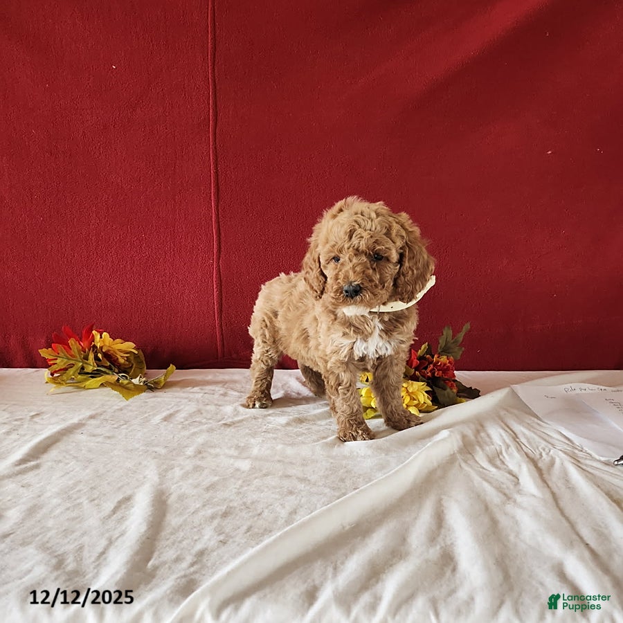 Goldendoodle dogs Harette - Ad 3