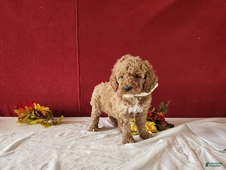 Goldendoodle dogs Harette - Ad 7