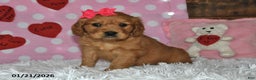 Miniature Golden Retriever dogs for sale: Sugar - Ad 5