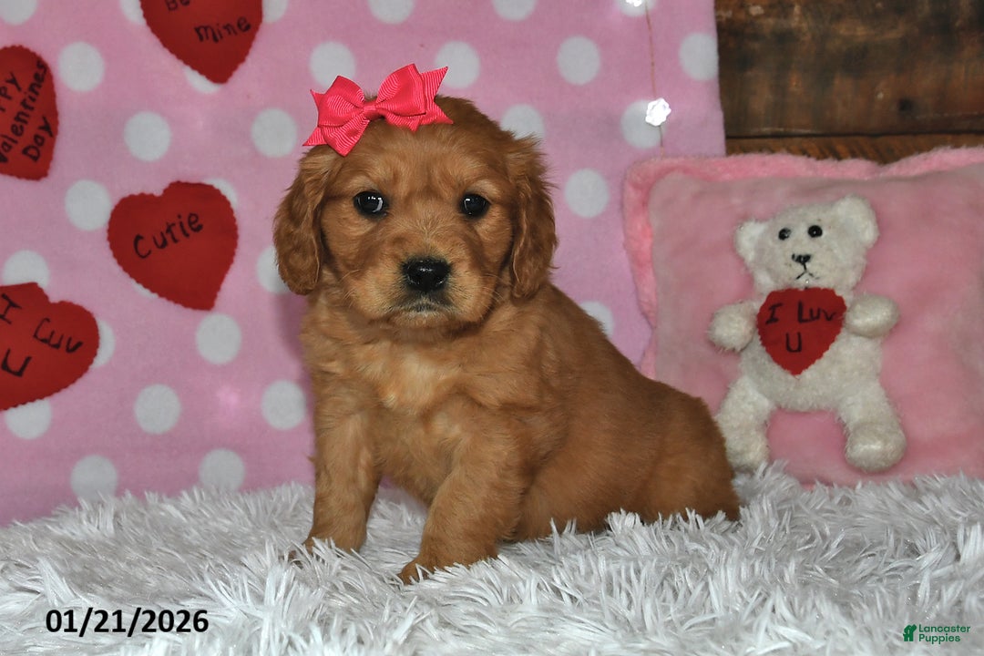 Miniature Golden Retriever dogs for sale: Sugar - Ad 5