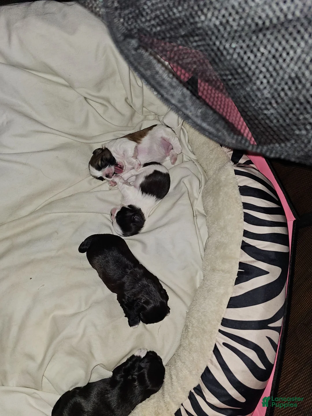Shih Tzu dogs for sale: Franc - Ad 2