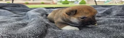 Shiba Inu dogs for sale: Patriot - Ad 6