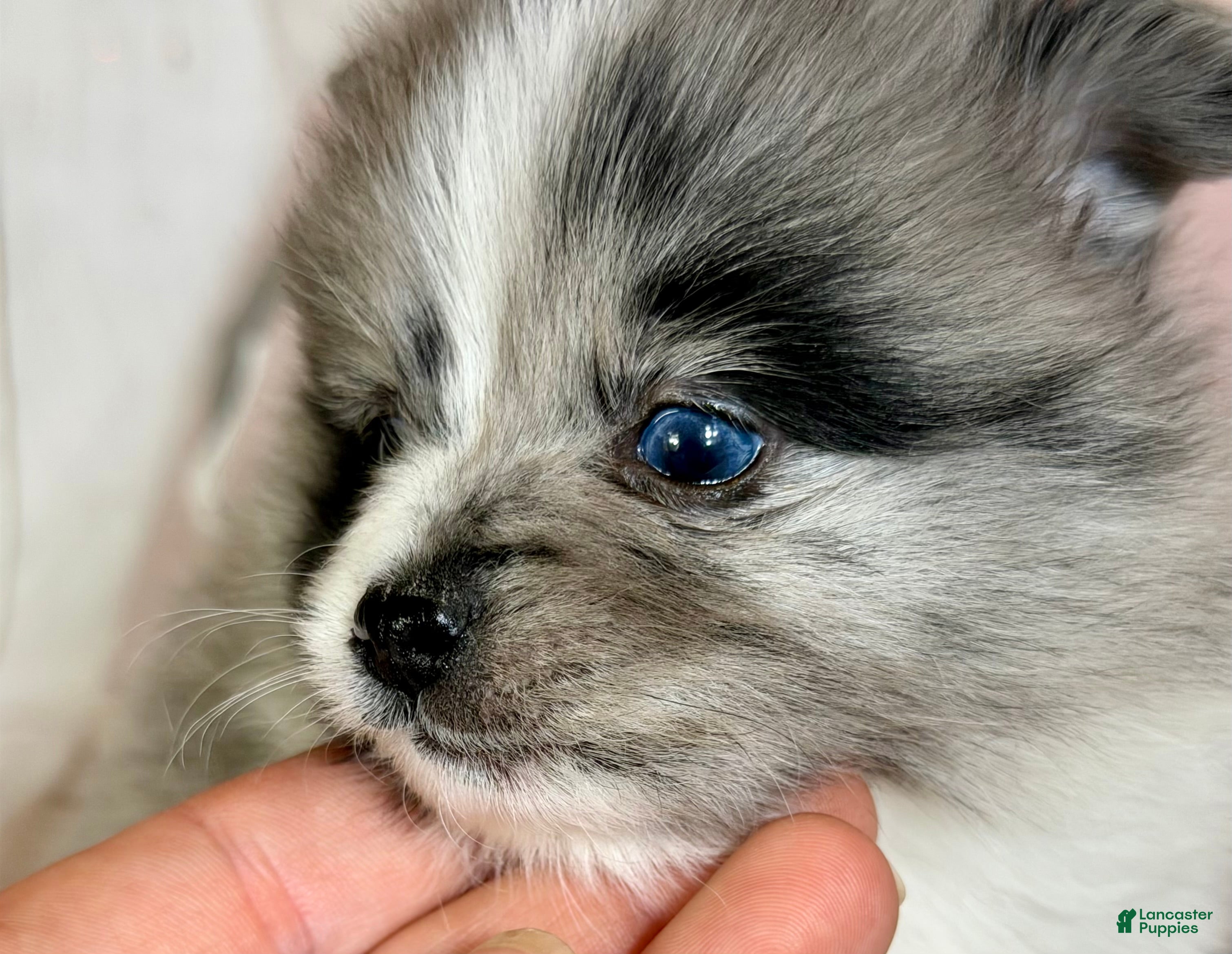Pomeranian dogs Cupid blue eye  - Ad 3