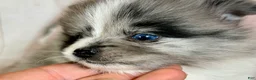 Pomeranian dogs for sale: Cupid blue eye  - Ad 1