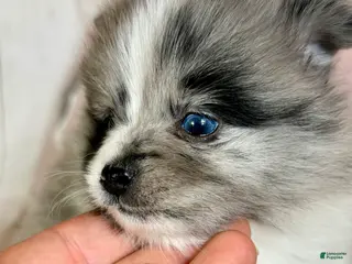 Pomeranian dogs Cupid blue eye - Ad 2