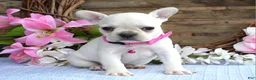 French Bulldog dogs for sale: Fargo - Ad 5