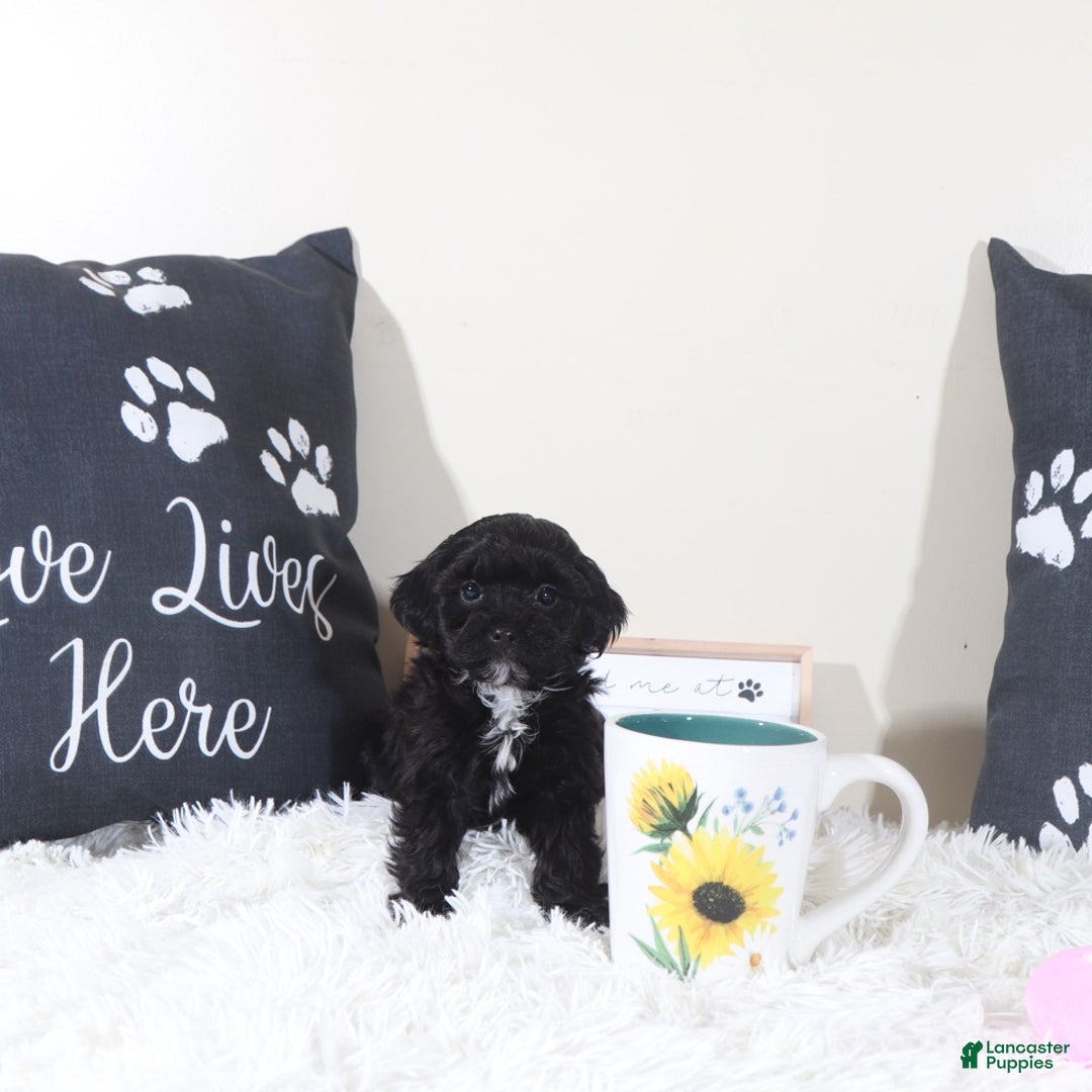 Shihpoo dogs for sale: Shihpoo Puppy Black Beauty - Ad 5