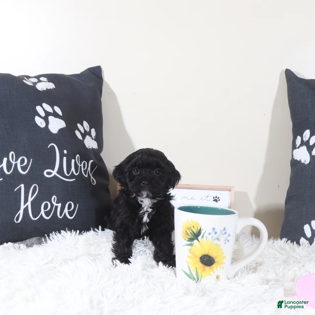 Shihpoo dogs for sale: Shihpoo Puppy Black Beauty - Ad 5