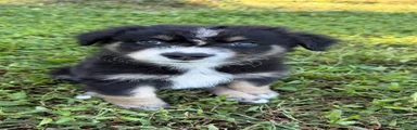 Ranger - Male
