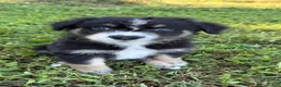 Australian Shepherd dogs for sale: Ranger - Male - Ad 1