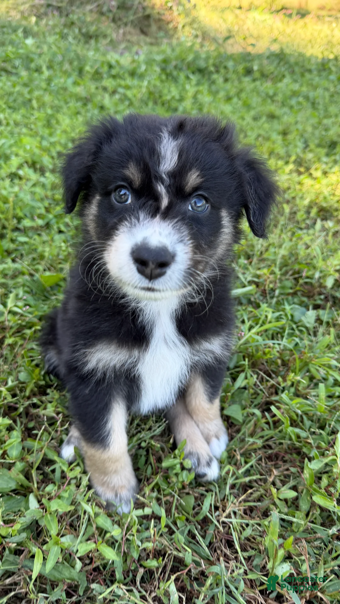 Australian Shepherd dogs for sale: Ranger - Male - Ad 1