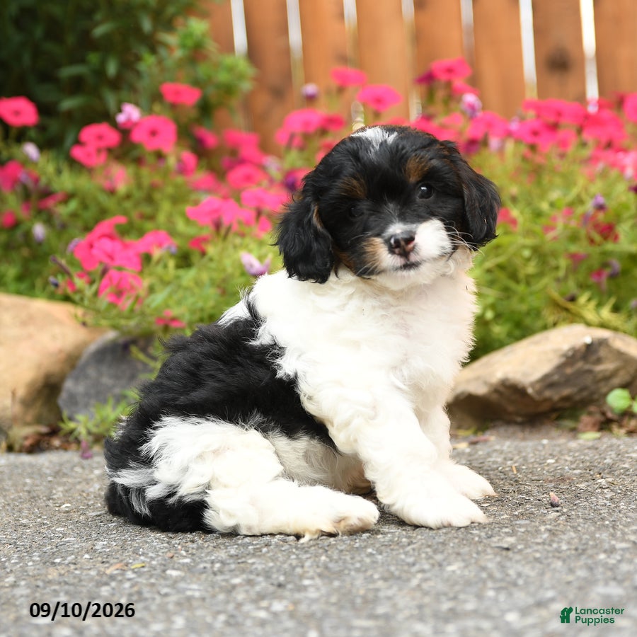 Mixed Breed dogs Lincoln - Ad 1