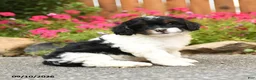 Mixed Breed dogs for sale: Lincoln - Ad 1