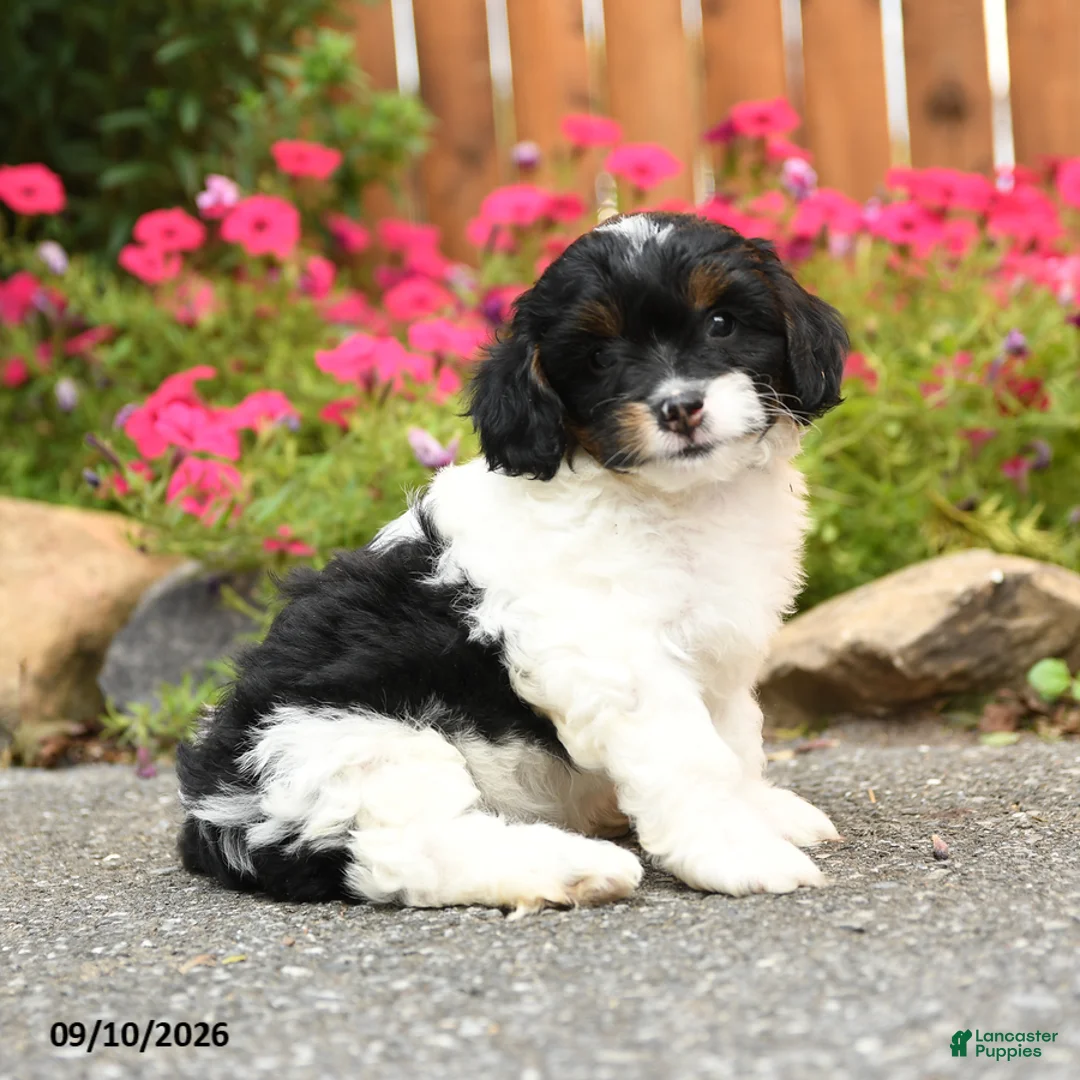 Mixed Breed dogs for sale: Lincoln - Ad 1