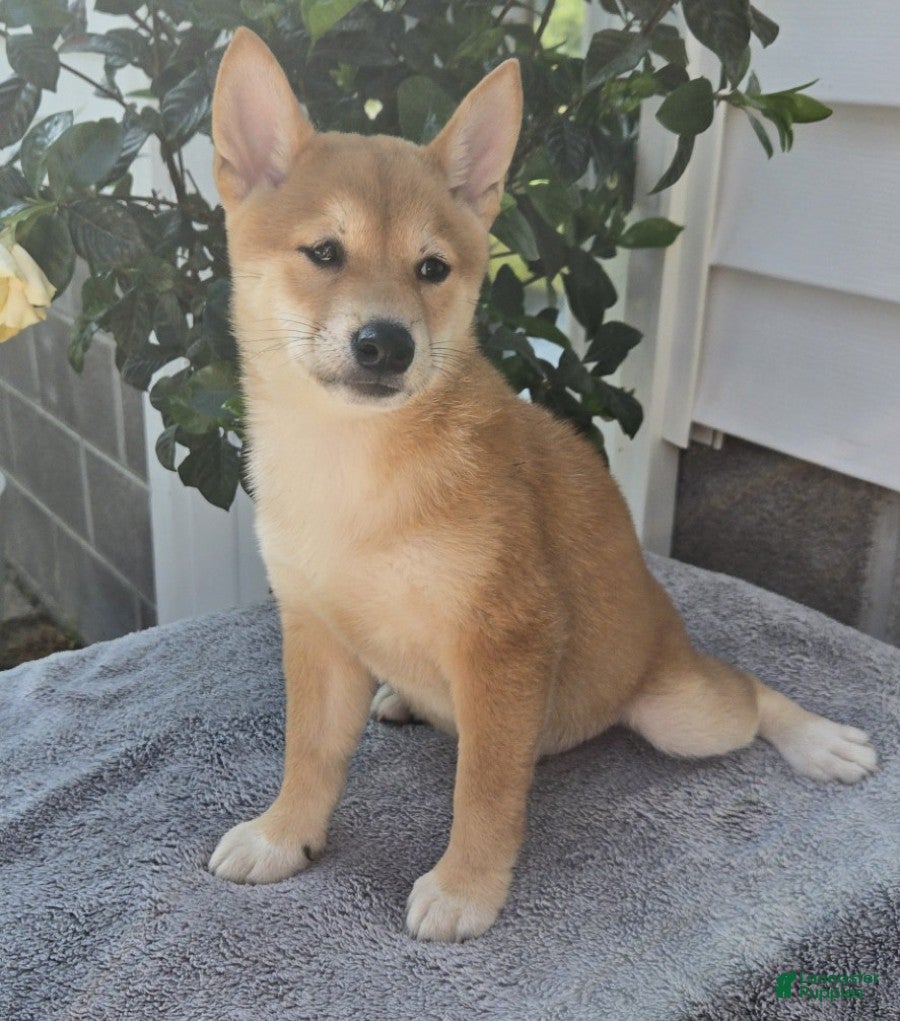 Shiba Inu dogs Mitch - Ad 2